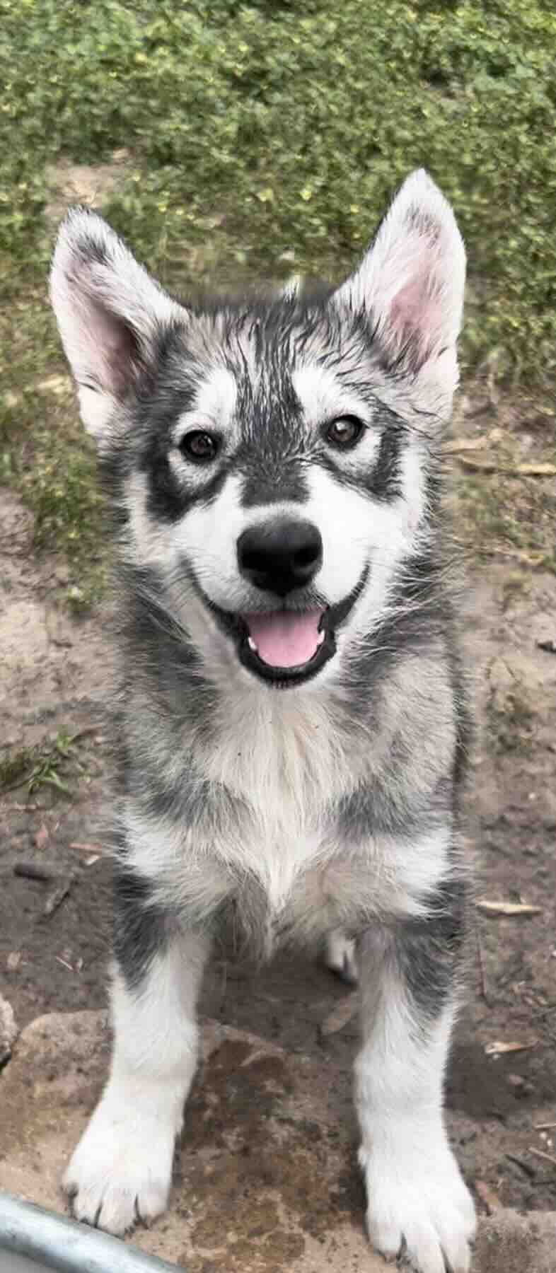 Siberian Husky Puppies